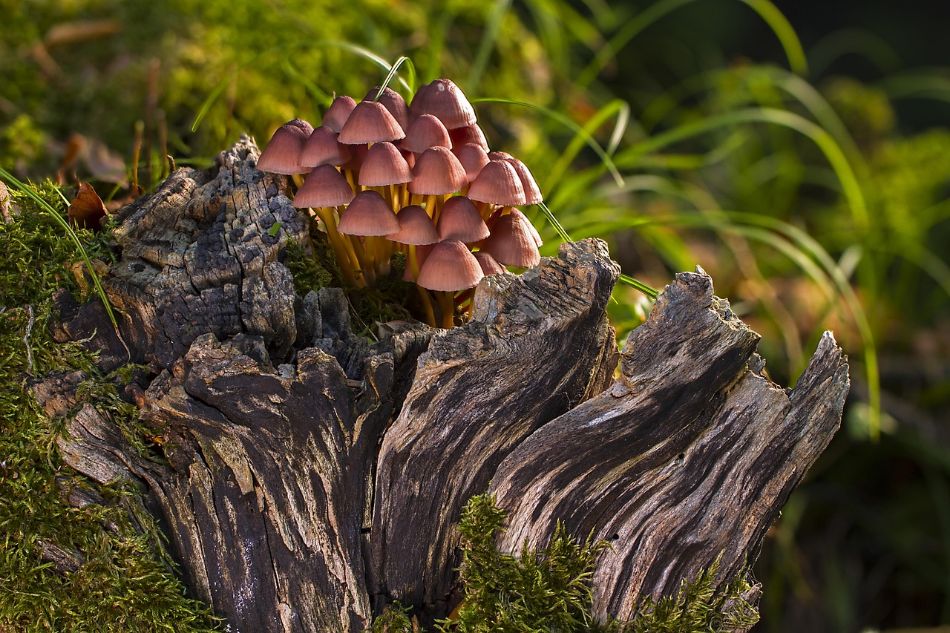 Come trasformare il bosco in una fabbrica naturale di funghi: la guida definitiva
